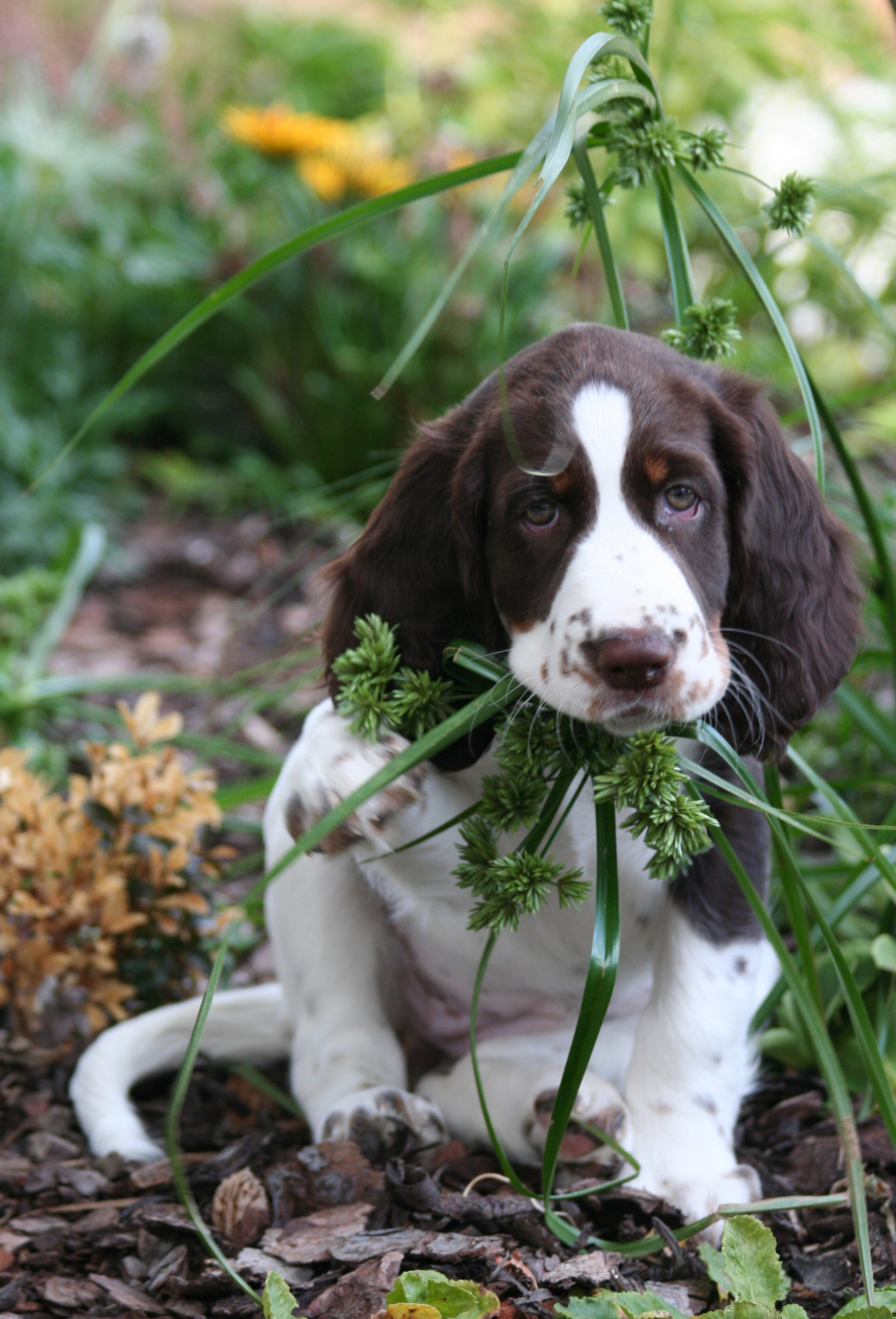 Bella miluje zahradničení